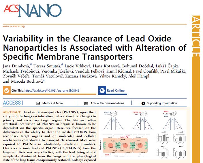 Variability in the Clearance of Lead Oxide Nanoparticles Is Associated with Alteration of Specific Membrane Transporters