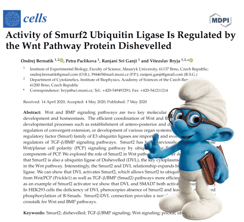 Activity of Smurf2 Ubiquitin Ligase Is Regulated by the Wnt Pathway Protein  Dishevelled - Section of Animal Physiology and Immunology