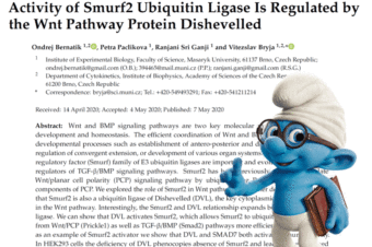 Activity of Smurf2 Ubiquitin Ligase Is Regulated by the Wnt Pathway Protein Dishevelled