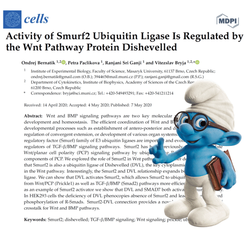Activity of Smurf2 Ubiquitin Ligase Is Regulated by the Wnt Pathway Protein Dishevelled