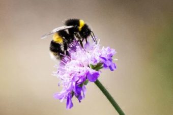 The Effect of Foraging on Bumble Bees, Bombus terrestris, Reared under Laboratory Conditions