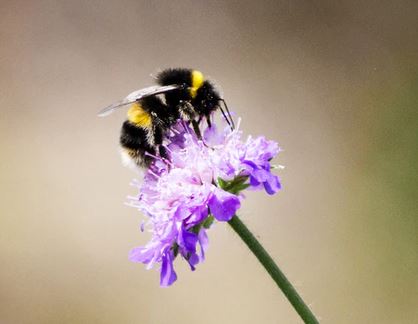 The Effect of Foraging on Bumble Bees, Bombus terrestris, Reared under Laboratory Conditions