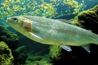 Effects of trichothecene mycotoxin T-2 toxin on haematological and immunological parameters of rainbow trout (Oncorhynchus mykiss)