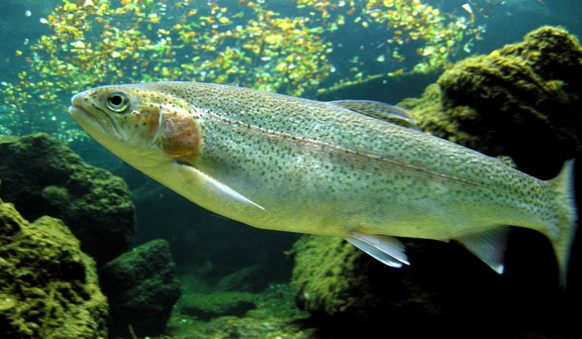 Effects of trichothecene mycotoxin T-2 toxin on haematological and immunological parameters of rainbow trout (Oncorhynchus mykiss)