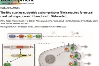 The Rho guanine nucleotide exchange factor Trio is required for neural crest cell migration and interacts with Dishevelled