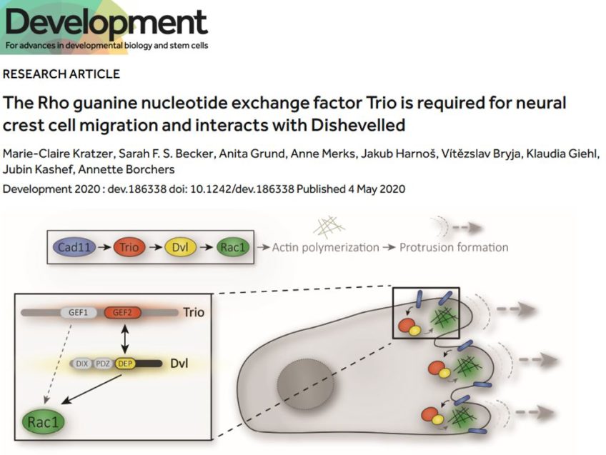 The Rho guanine nucleotide exchange factor Trio is required for neural crest cell migration and interacts with Dishevelled