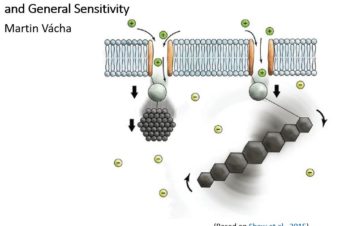 Invertebrate Magnetoreception – In Between Orientation and General Sensitivity