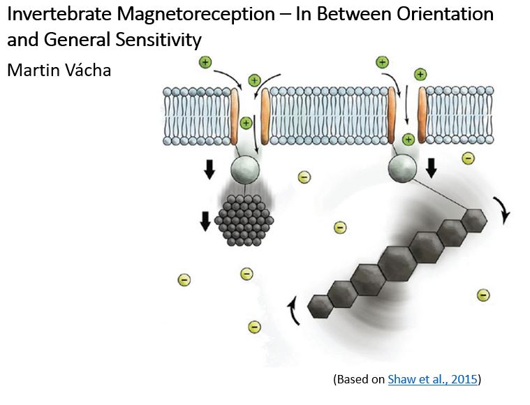 Invertebrate Magnetoreception – In Between Orientation and General Sensitivity