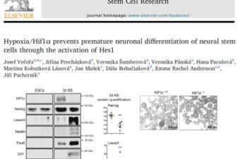 Hypoxia/Hif1α Prevents Premature Neuronal Differentiation of Neural Stem Cells Through the Activation of Hes1