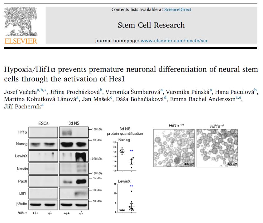 Hypoxia/Hif1α Prevents Premature Neuronal Differentiation of Neural Stem Cells Through the Activation of Hes1