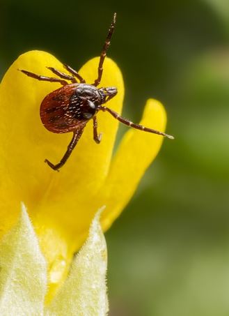 Online přednáška s odborníky: Borrelióza – Poznatky z veterinární a humánní medicíny, 29. 9. 2020