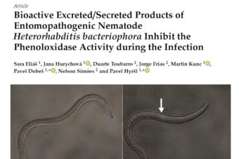 Bioactive Excreted/Secreted Products of Entomopathogenic Nematode Heterorhabditis bacteriophora Inhibit the Phenoloxidase Activity during the Infection