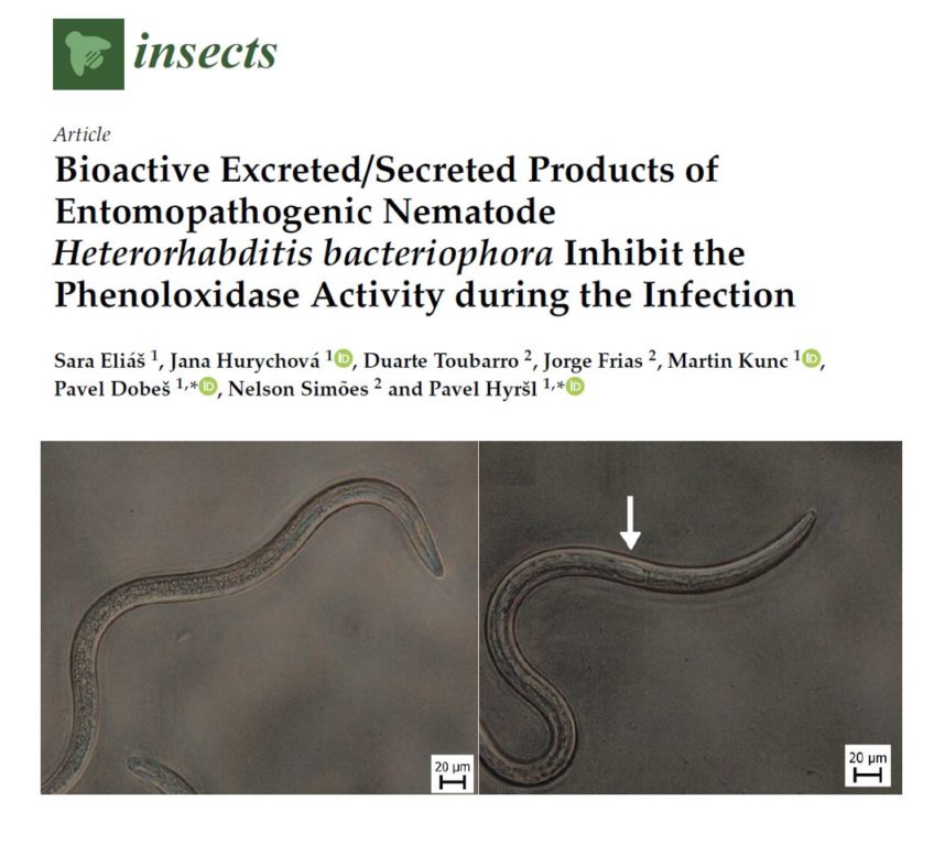 Bioactive Excreted/Secreted Products of Entomopathogenic Nematode Heterorhabditis bacteriophora Inhibit the Phenoloxidase Activity during the Infection