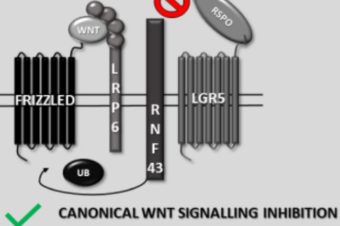 Protease Associated Domain of RNF43 Is Not Necessary for the Suppression of Wnt/β-catenin Signaling in Human Cells