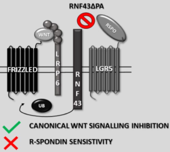 Protease Associated Domain of RNF43 Is Not Necessary for the Suppression of Wnt/β-catenin Signaling in Human Cells
