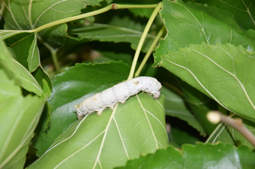 Silkworms breeding in our laboratory
