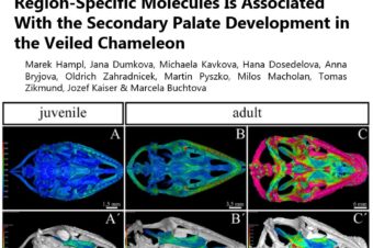 Polarized Sonic Hedgehog Protein Localization and a Shift in the Expression of Region-Specific Molecules Is Associated With the Secondary Palate Development in the Veiled Chameleon