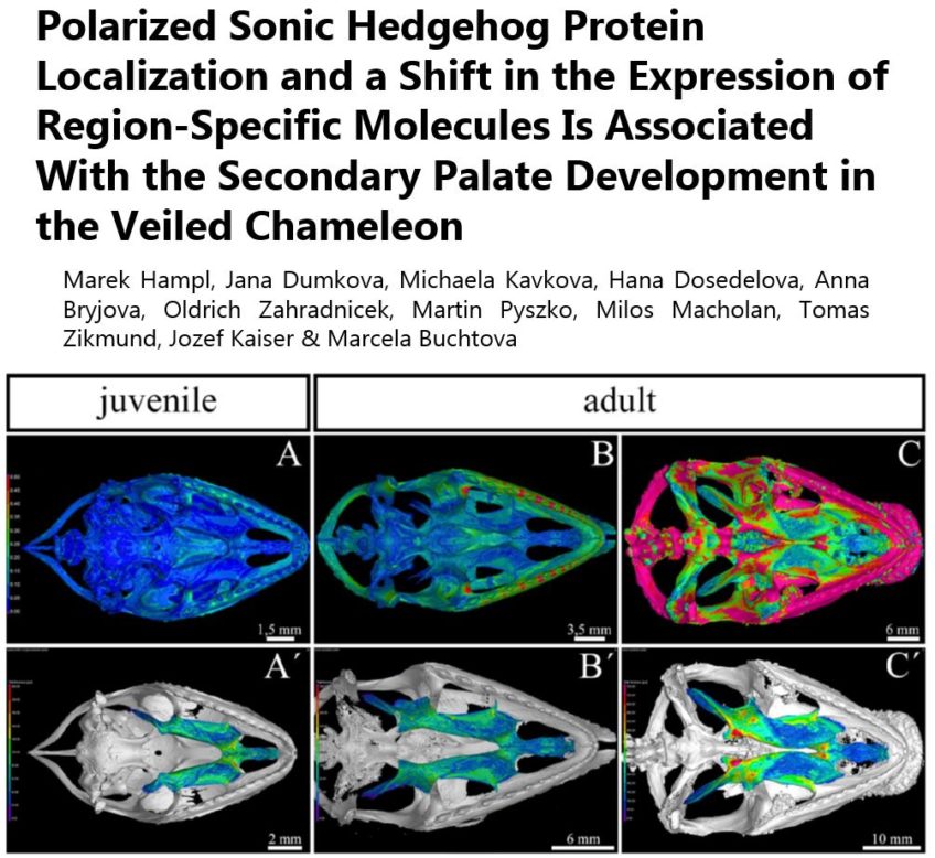 Polarized Sonic Hedgehog Protein Localization and a Shift in the Expression of Region-Specific Molecules Is Associated With the Secondary Palate Development in the Veiled Chameleon