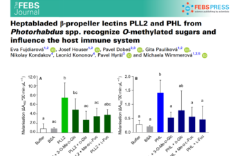 Heptabladed β‐propeller lectins PLL2 and PHL from Photorhabdus spp. recognize O‐methylated sugars and influence the host immune system