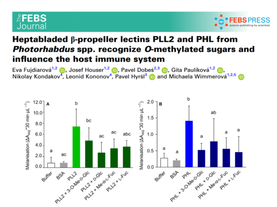 Heptabladed β‐propeller lectins PLL2 and PHL from Photorhabdus spp. recognize O‐methylated sugars and influence the host immune system