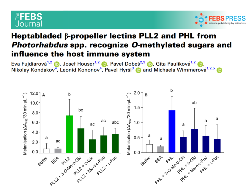 Heptabladed β‐propeller lectins PLL2 and PHL from Photorhabdus spp. recognize O‐methylated sugars and influence the host immune system