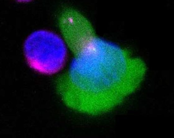 Lecture: Mechanobiology of Lymphocyte Polarity and Migration, 7. 9. 2020