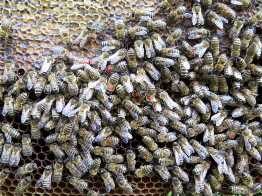 Značení zimních včel