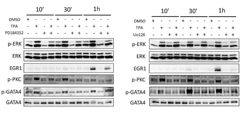 12-O-Tetradecanoylphorbol-13-acetate increases cardiomyogenesis through PKC/ERK signaling