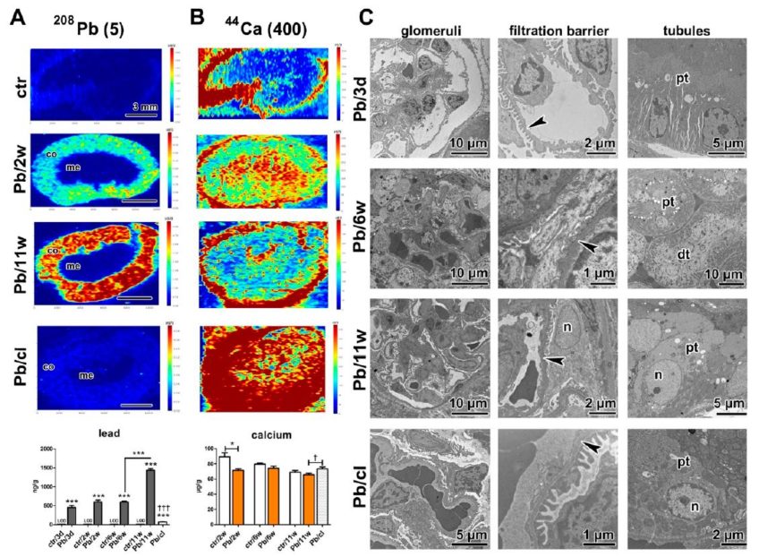 A Clearance Period after Soluble Lead Nanoparticle Inhalation Did Not Ameliorate the Negative Effects on Target Tissues Due to Decreased Immune Response