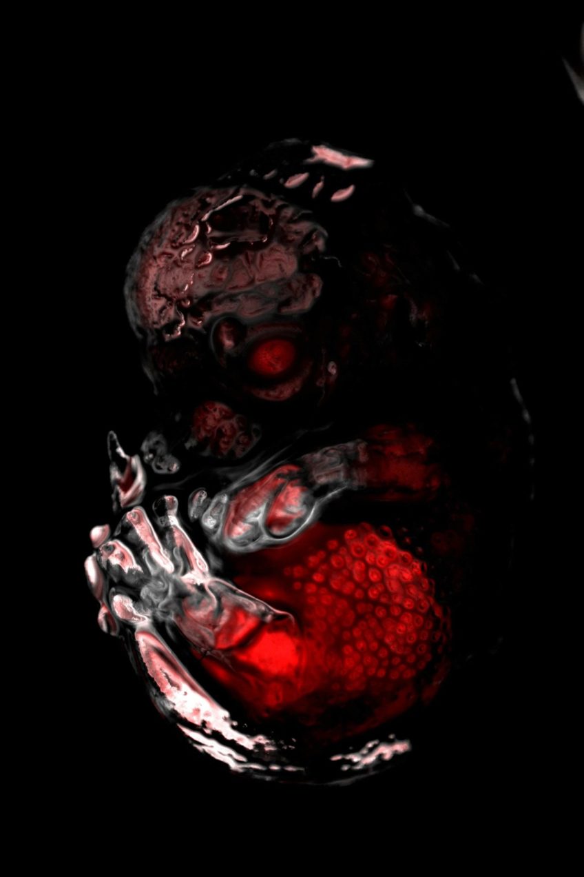Imunofluorescenční snímek celého myšího embrya