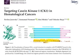 Targeting Casein Kinase 1 (CK1) in Hematological Cancers