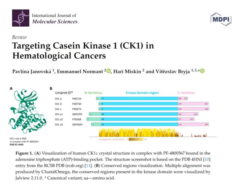 Targeting Casein Kinase 1 (CK1) in Hematological Cancers