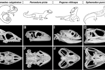 Coordinated labio-lingual asymmetries in dental and bone development create a symmetrical acrodont dentition