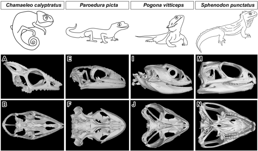 Coordinated labio-lingual asymmetries in dental and bone development create a symmetrical acrodont dentition