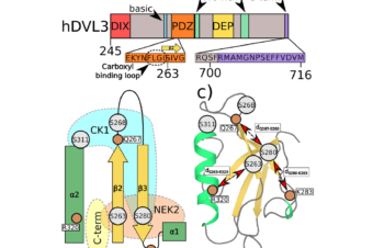Phosphorylation-induced changes in the PDZ domain of Dishevelled 3