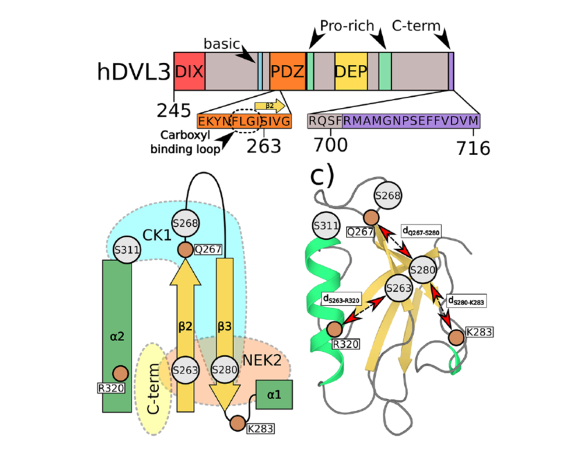 Phosphorylation-induced changes in the PDZ domain of Dishevelled 3