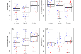 Vigour-related traits and immunity in hybrids of evolutionary divergent cyprinoid species: advantages of hybrid heterosis?