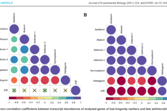 Winter honeybee (Apis mellifera) populations show greater potential to induce immune responses than summer populations after immune stimuli