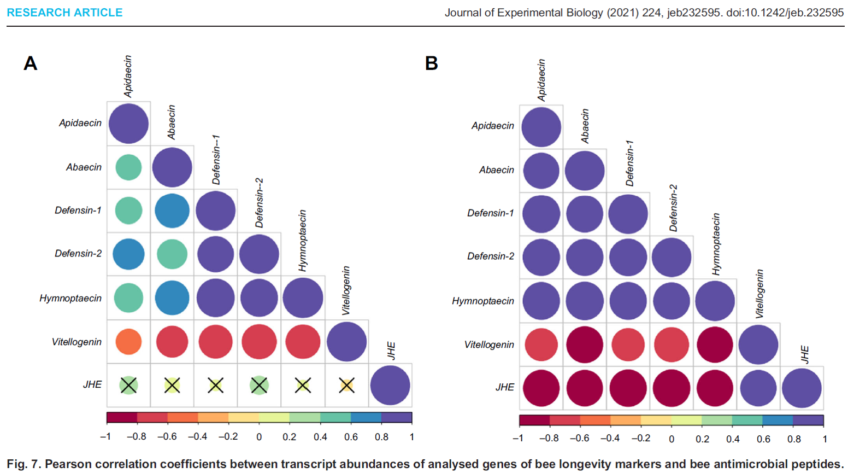 Winter honeybee (Apis mellifera) populations show greater potential to induce immune responses than summer populations after immune stimuli