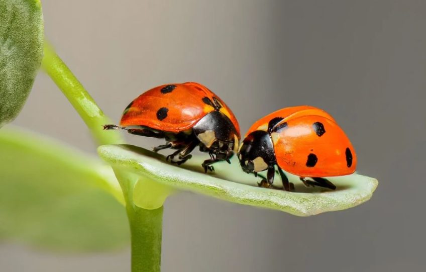 Changes in haemolymph parameters and insect ability to respond to immune challenge during overwintering