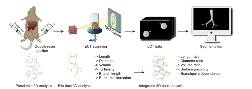 DUCT reveals architectural mechanisms contributing to bile duct recovery in a mouse model for Alagille syndrome