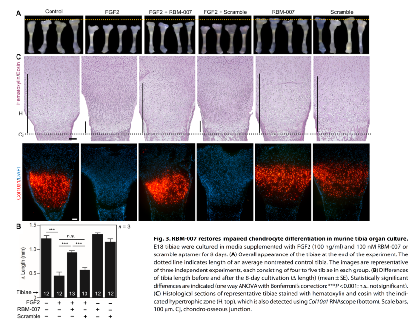 An RNA aptamer restores defective bone growth in FGFR3-related skeletal dysplasia in mice