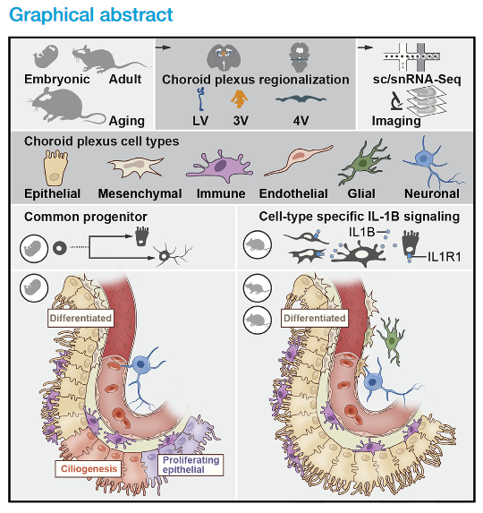 A cellular and spatial map of the choroid plexus across brain ventricles and ages