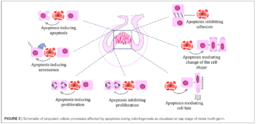 Role of Cell Death in Cellular Processes During Odontogenesis