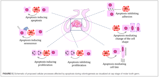 Role of Cell Death in Cellular Processes During Odontogenesis