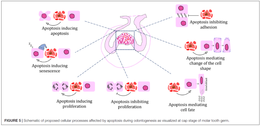 Role of Cell Death in Cellular Processes During Odontogenesis