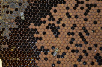 Studium varoázy na experimentálních včelstvech