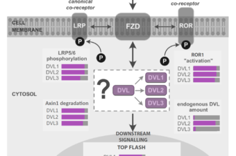 Roles of individual human Dishevelled paralogs in the Wnt signalling pathways