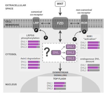 Roles of individual human Dishevelled paralogs in the Wnt signalling pathways