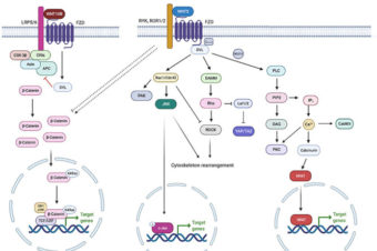 WNT5B in Physiology and Disease